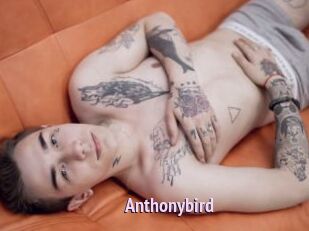 Anthonybird