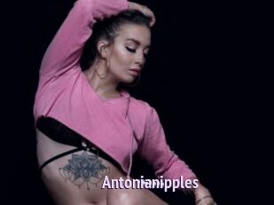 Antonianipples