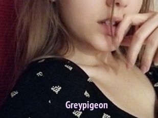 Greypigeon