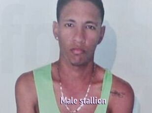 Male_stallion
