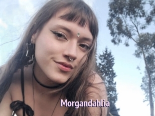 Morgandahlia