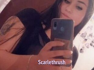 Scarlethrush