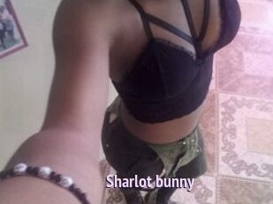 Sharlot_bunny